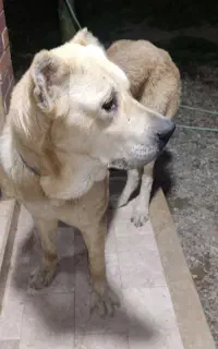 واگذاری سگ پژدر