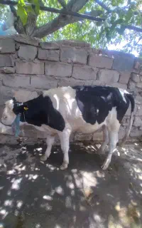 گوساله