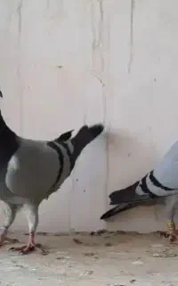 گمشده یه جفت کبوتر سرخ دم سفید