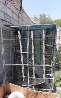 سله پرنده