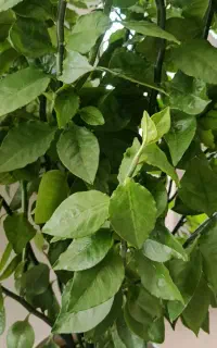 گل طبیعی