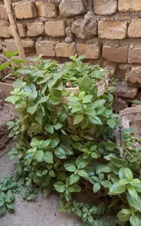 انواع گل و گیاه و گلدان کوچک و بزرگ