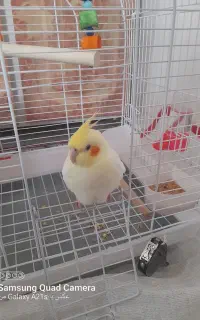 عروس هلندی نر