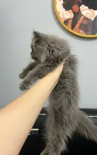 توله گربه