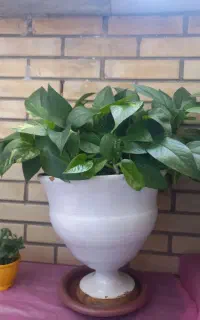 گل و گیاه