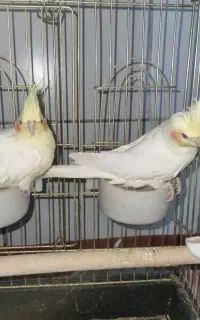 عروس هلندی