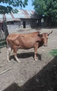 گاو. گاوشکمدار