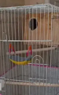 دوتا قفس