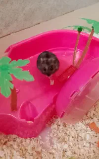 فروش همستر و جزیره