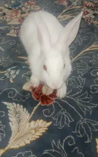 خرگوش