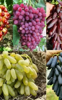 برای اولین باردربیرجندعرضه مستیم(نهال درخت گلدانی)