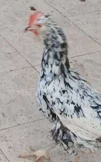 مرغ وخروس گلین