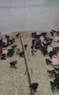 جوجه مرندی