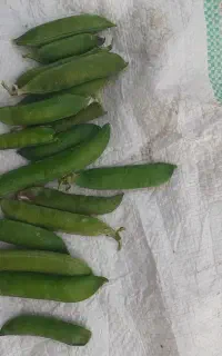 نخود فرنگی  دو منظوره