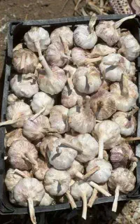 سیر خشک همدان