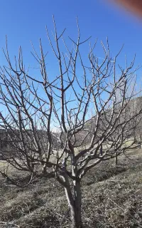 هرس کار