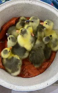 جوجه غاز ۴ روزه