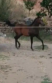 کره اسب اصیل کرد