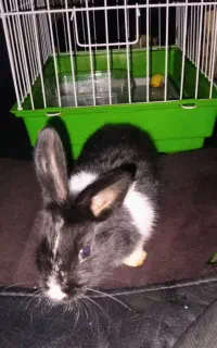 خرگوش با قفس