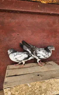 کبوتر