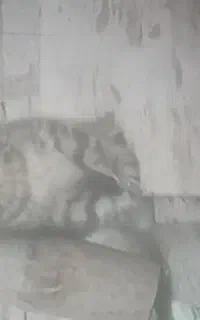 ۲عدد گربه