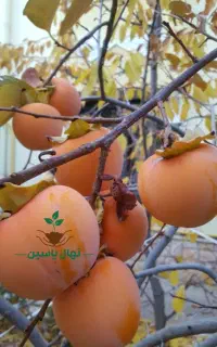 تولید و فروش انواع ارقام نهال های لیبل دار