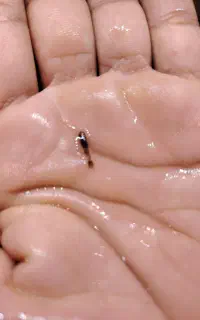 حراج بچه گوپی