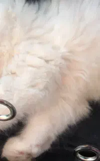 گربه بریتیش پرشین