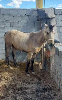 فروش اسب ترکمن مادیون