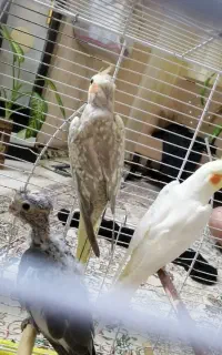 عروس هلندی جفت مولد