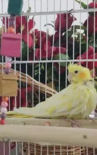 عروس هلندی ماده تخم گذار