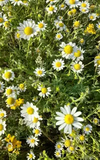 گل بابونه