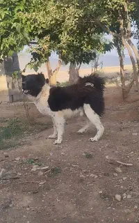 واگذاری سگ گله