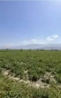 راننده تراکتور