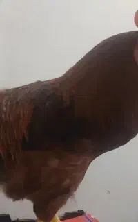 خروس جوان و زیبا  ۷ ماهه نژاد محلی