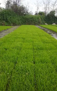 بانک نشا گل افزان