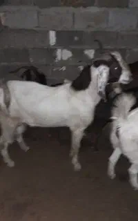 باسلام یک راس نربز جوان یکساله بفروش میرسد