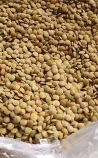 عدس روسی به قیمت