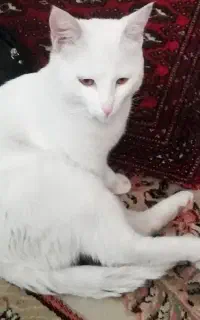 واگذاری گربه