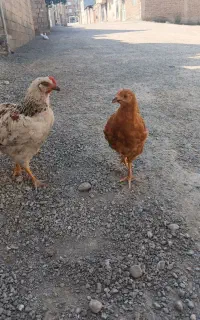 مرغ و خروس گلین