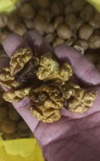 گردوتازه