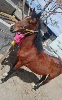 اسب مادیون و نریون کرد