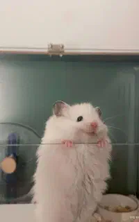 همستر اهلی و دست اموز