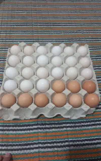 تخم مرغ محلی