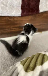 گربه
