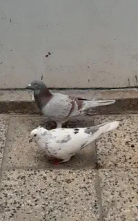 1 جفت کبوتر کفتر