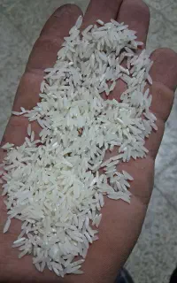 برنج ندا