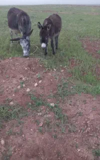 خر گله ای