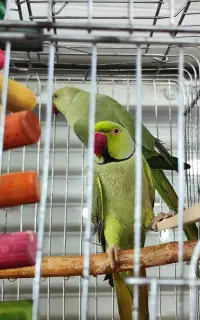 طوطی سالم