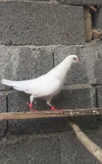 پتی واله کفتر
